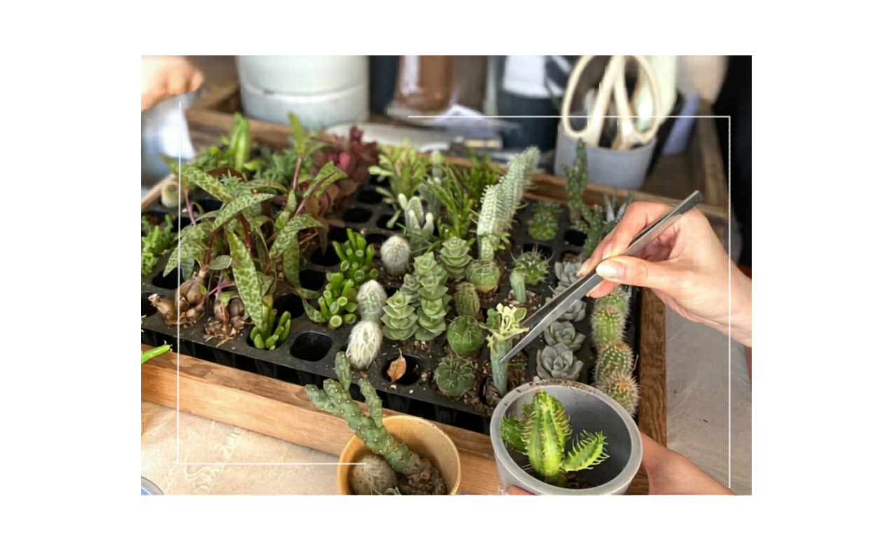〈ゆめや〉greenの季節に癒されて ～寄せ植えの会～ 開催のお知らせ